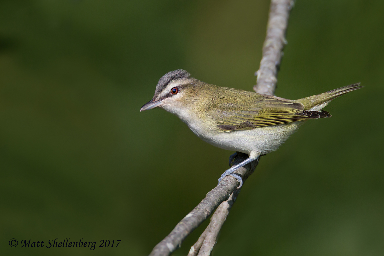 Red-eyed Vireo