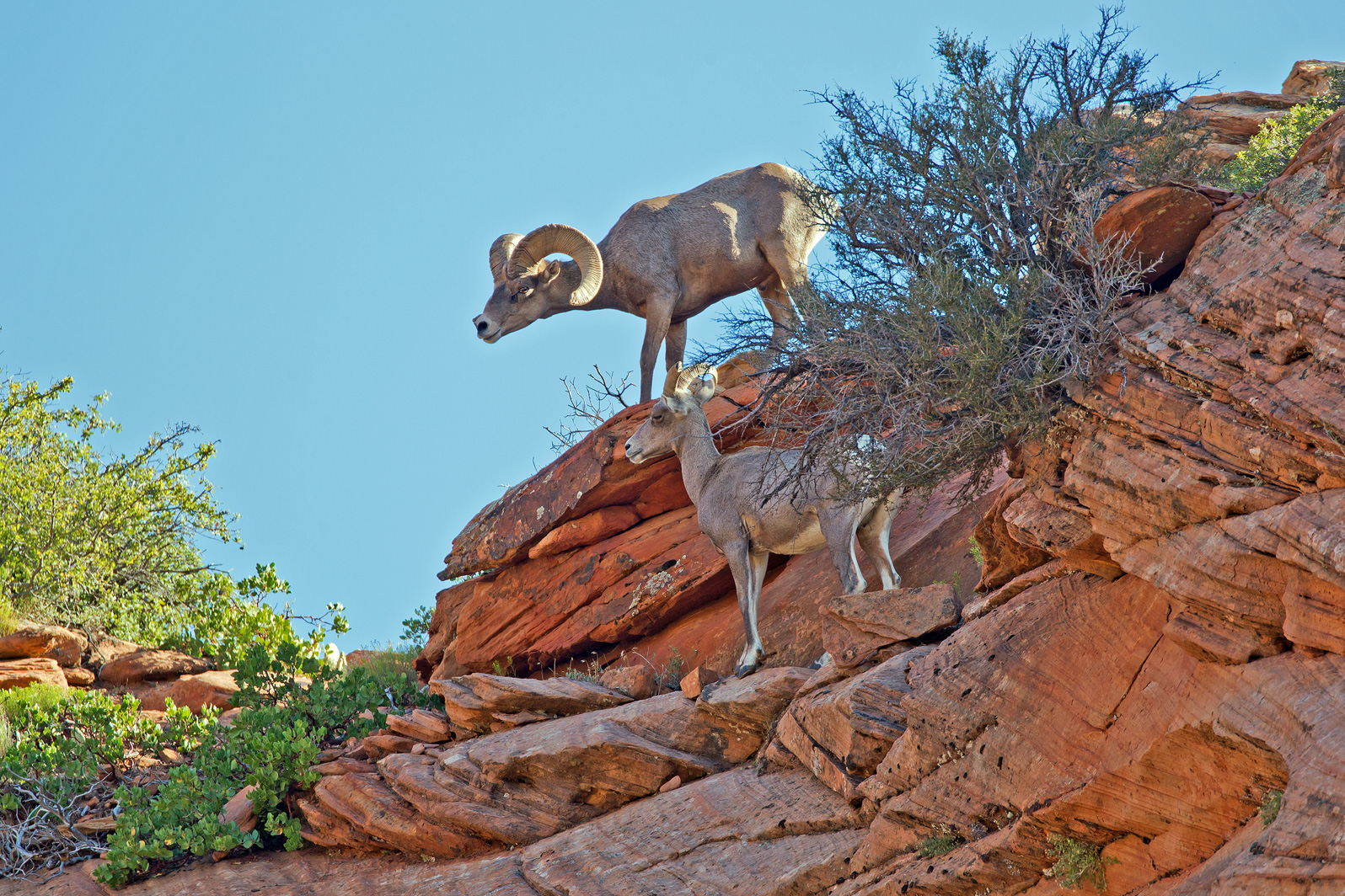 Ridgetop Rendezvous