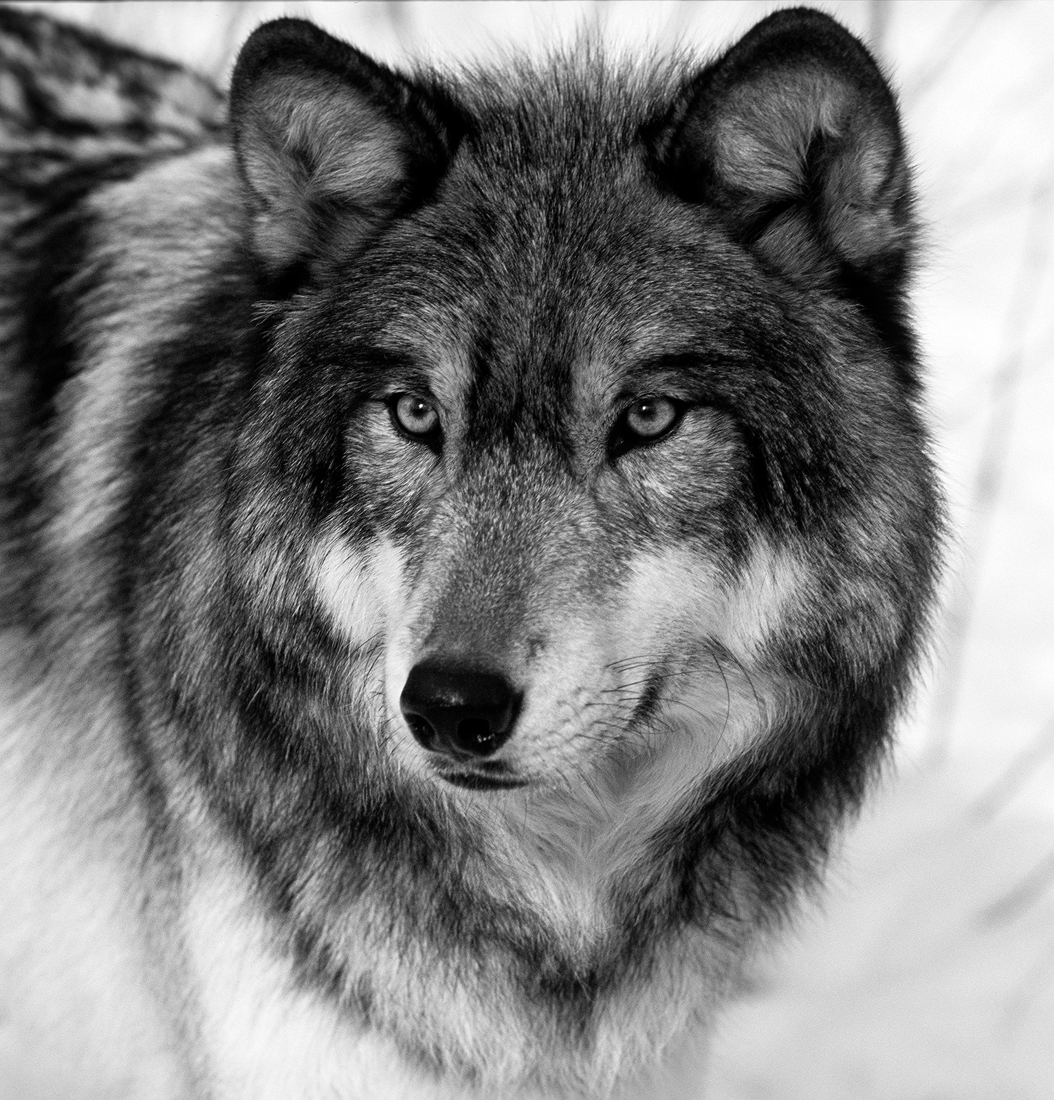 Captive Wolf