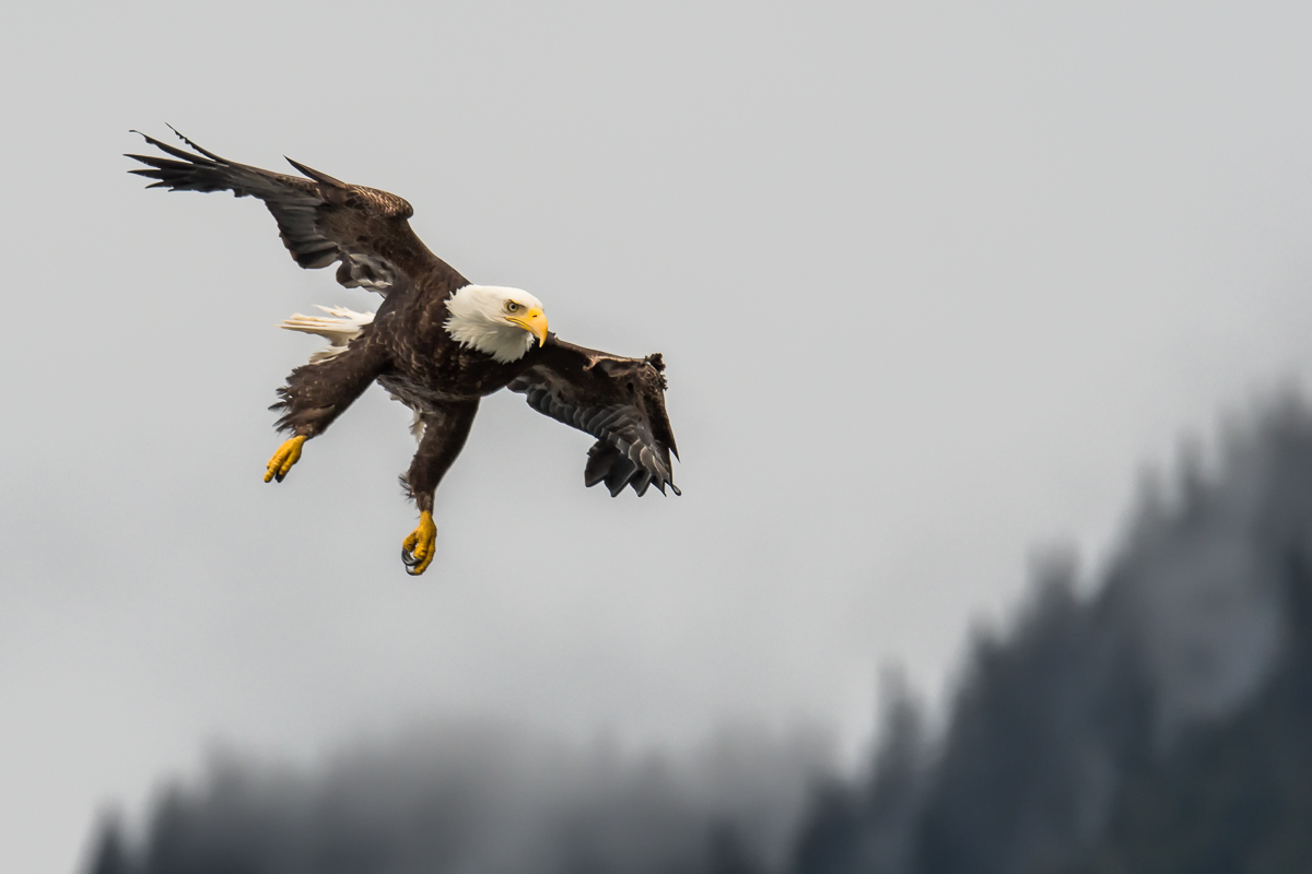 Bald Eagle