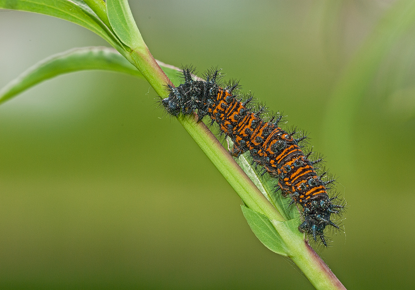 Baltimore Checkerspot