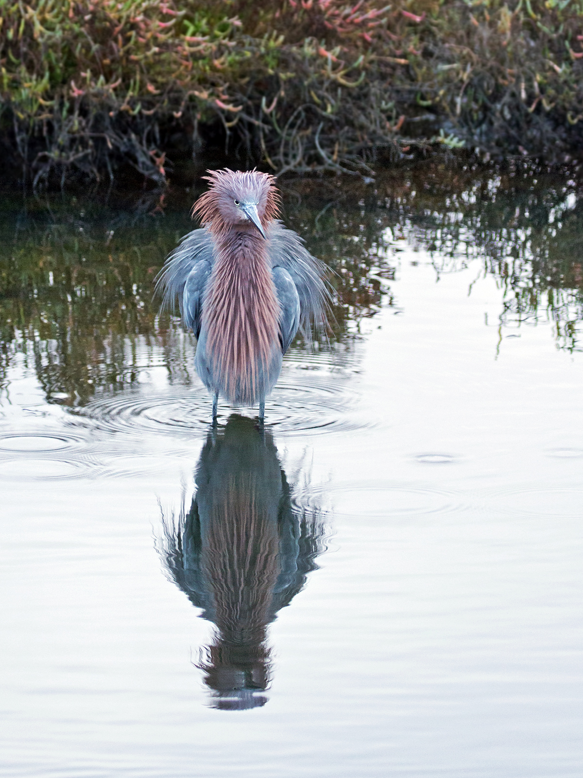 Ill Tempered Egret