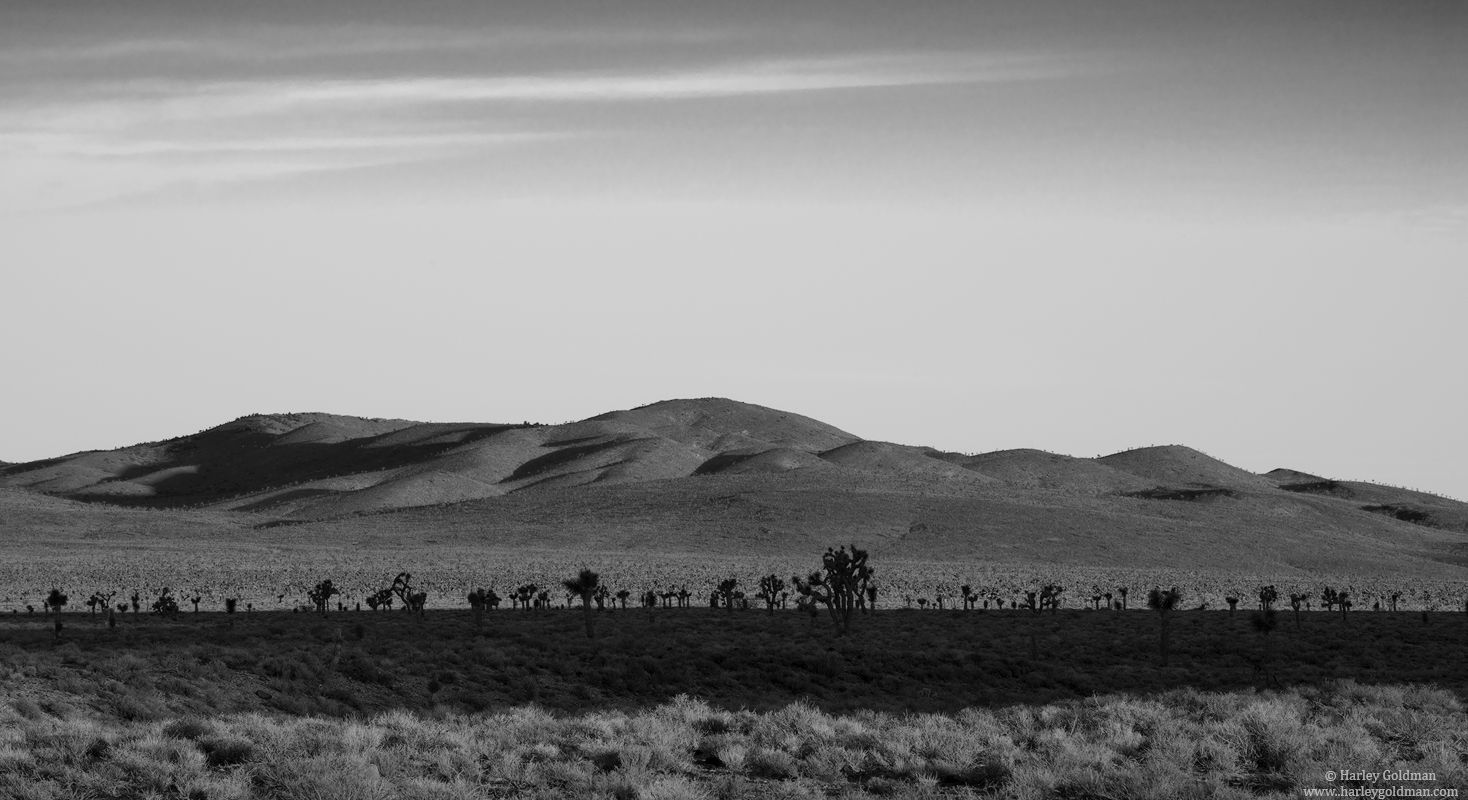 Joshua Trees