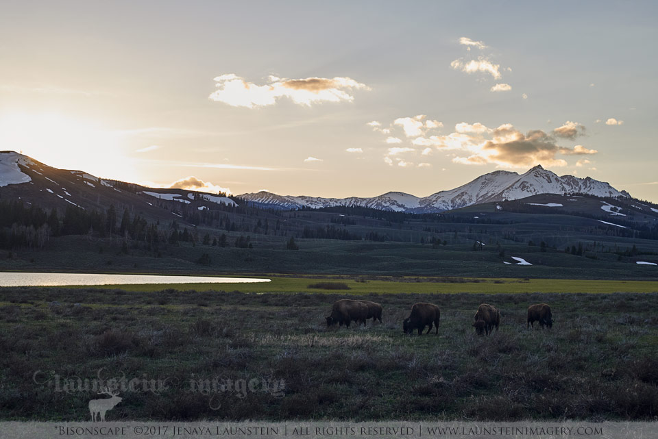 Bisonscape