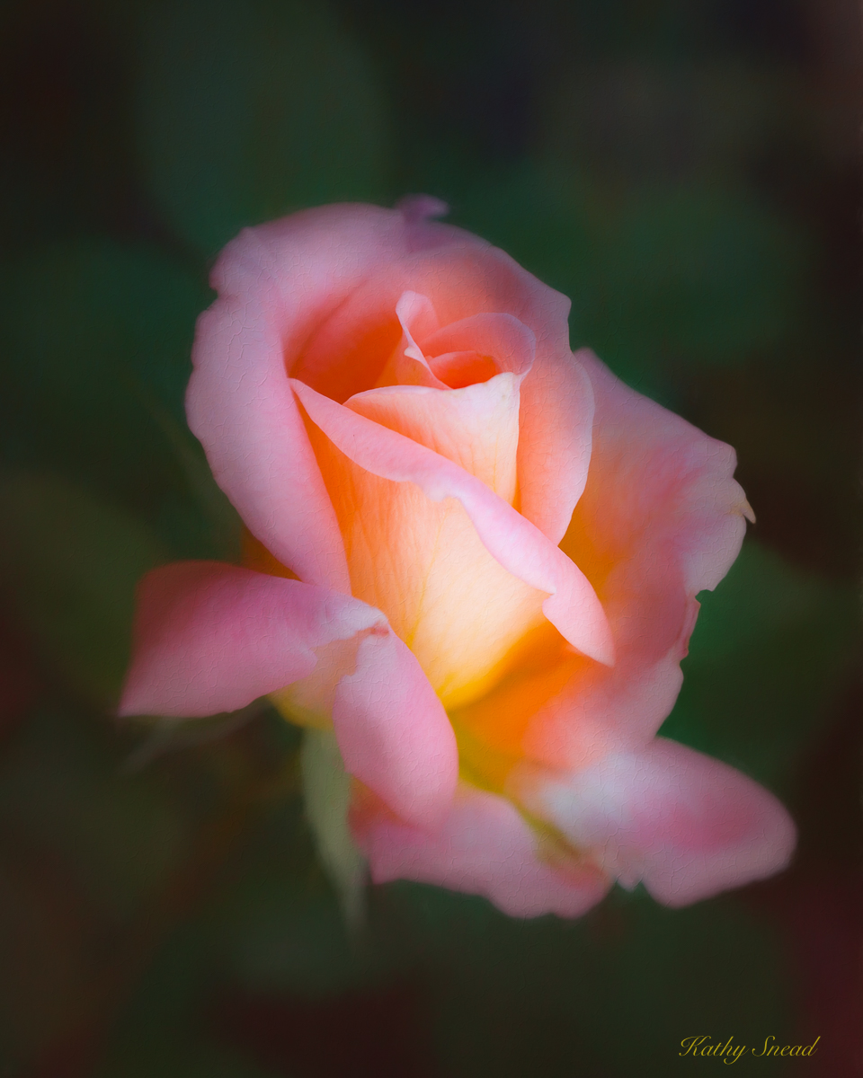 Rembrandt Rose