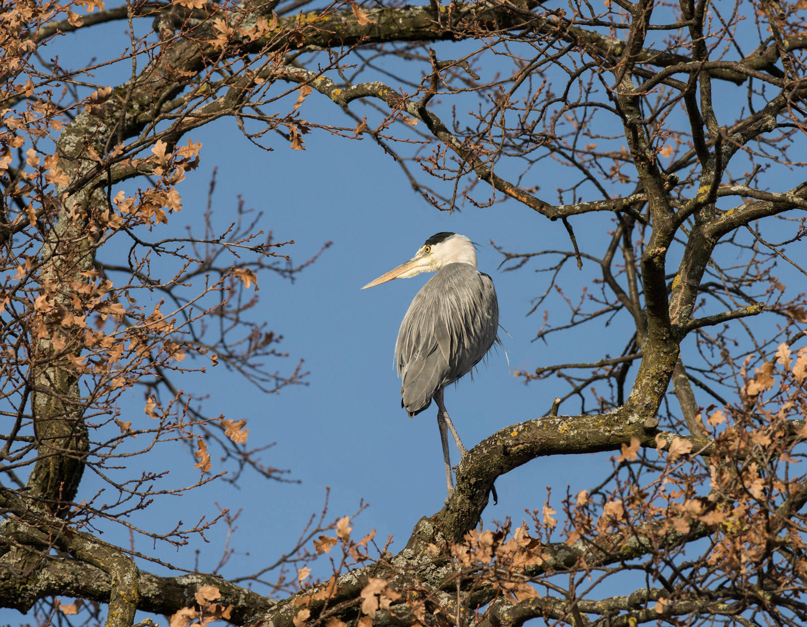 Framed heron Repost