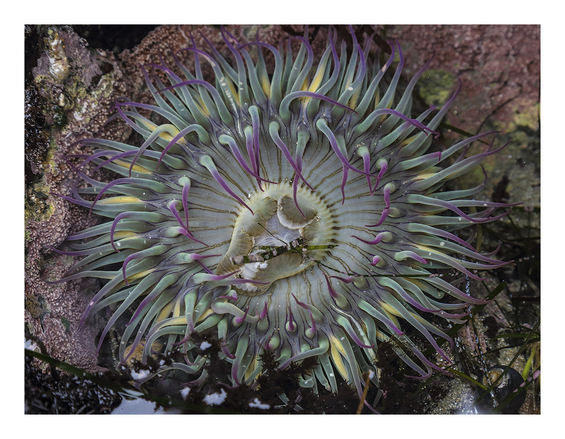 Green Sea Anemone