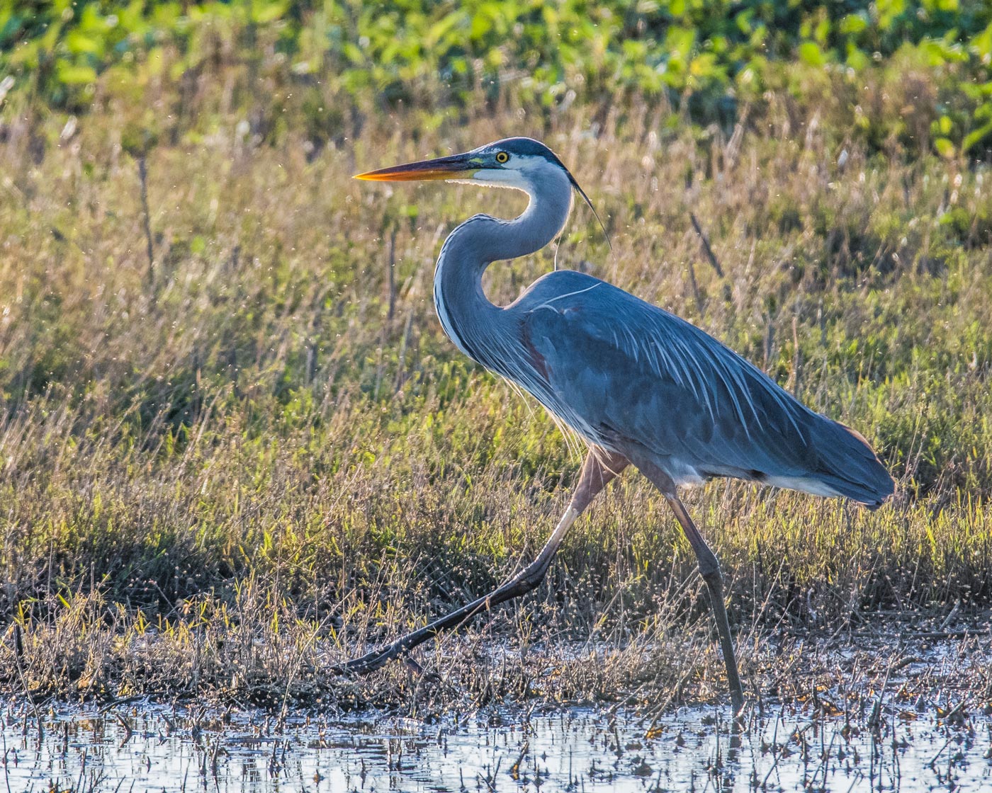 Strutting GBH & Repost
