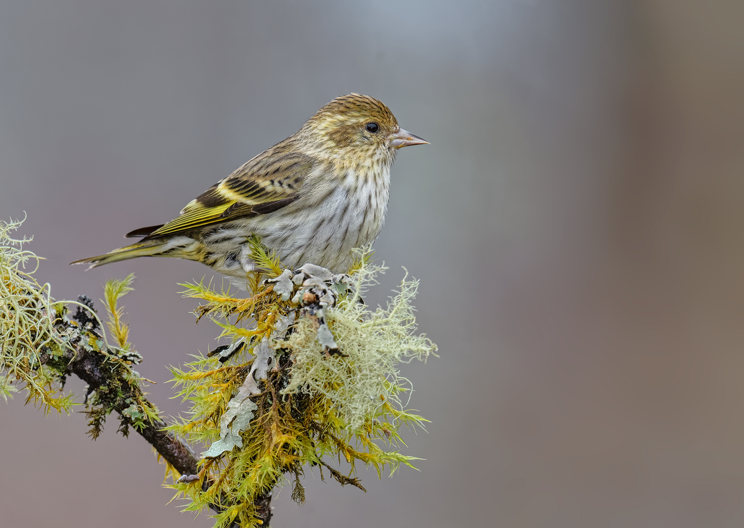 Last Pine Siskin