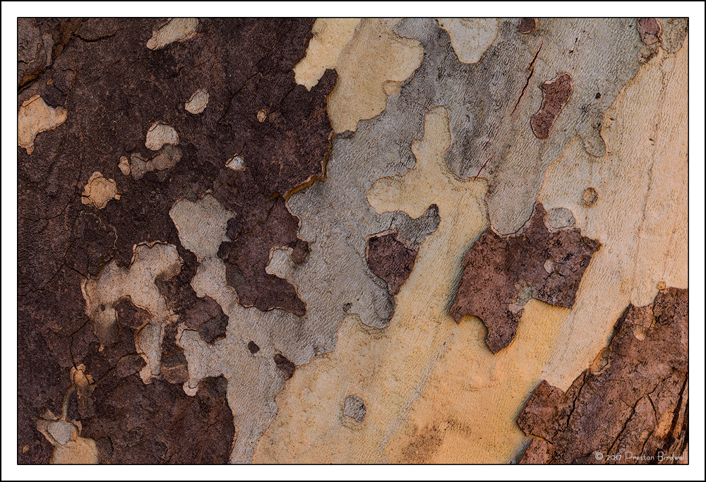 Sycamore Patterns +rp