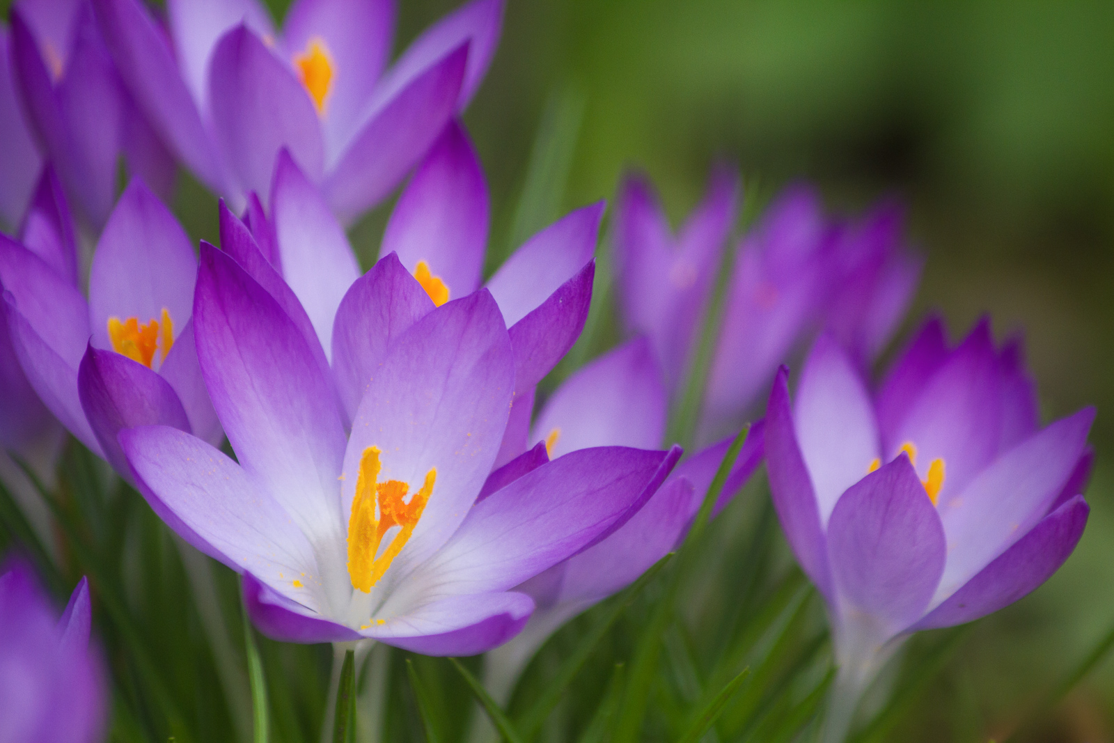 WC#818 Crocuses