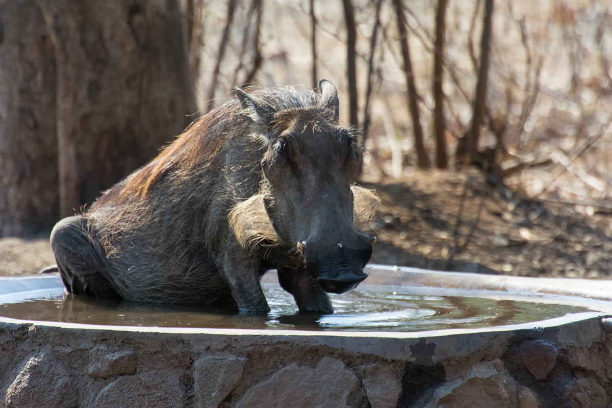 Hogging the bath