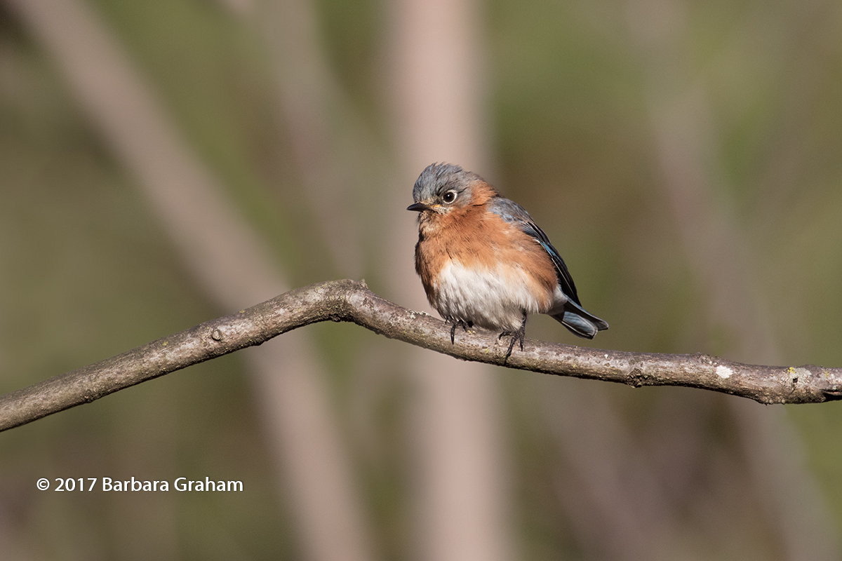 Eastern Bluebird w/redo