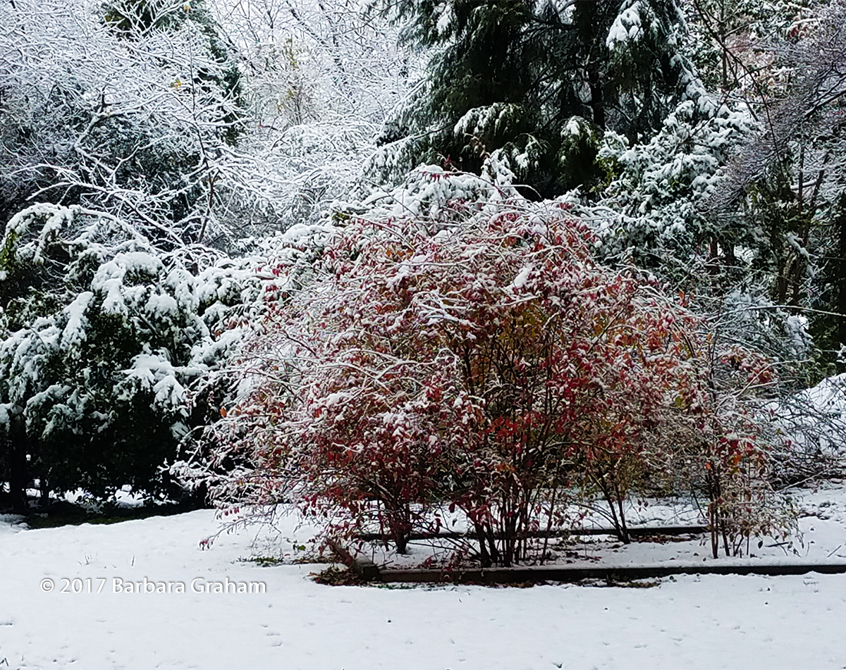 Southeastern Snow