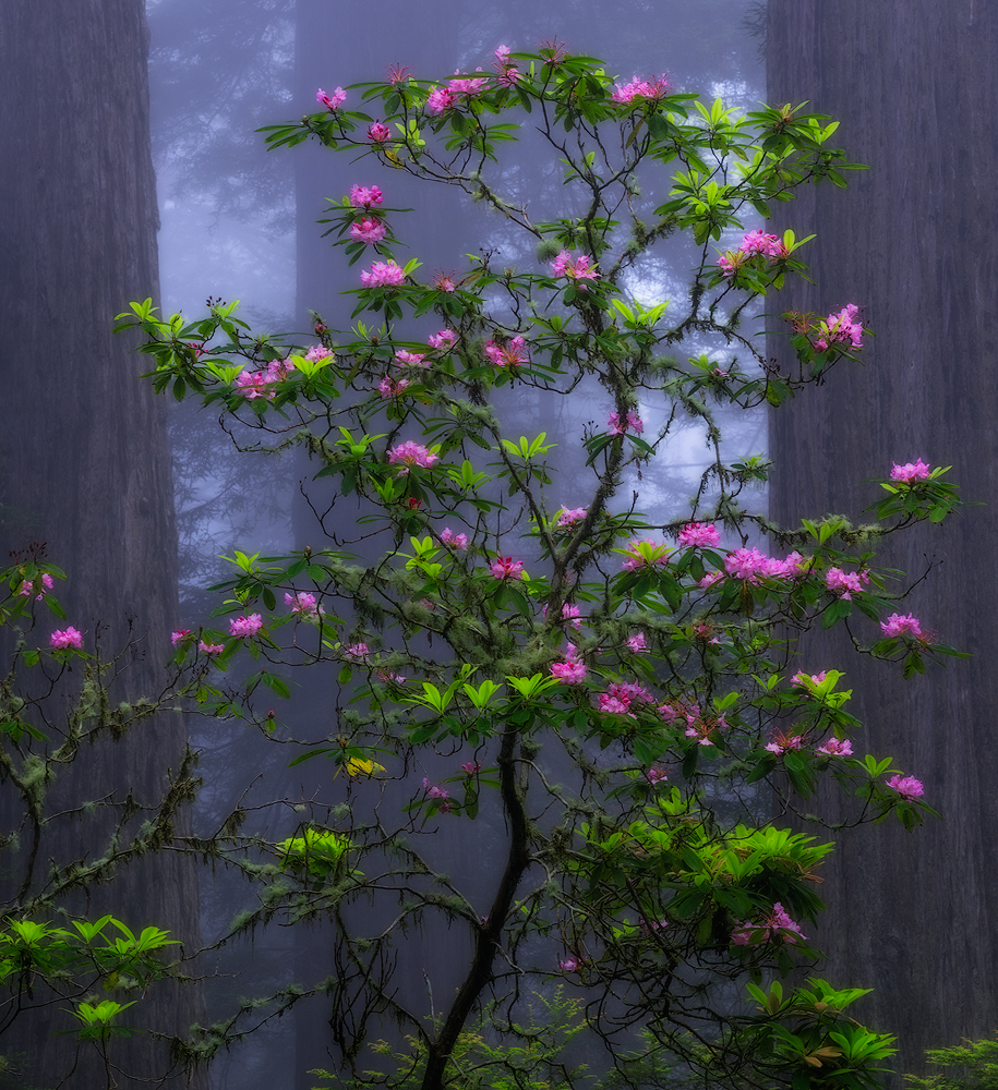 Tree Top Garden