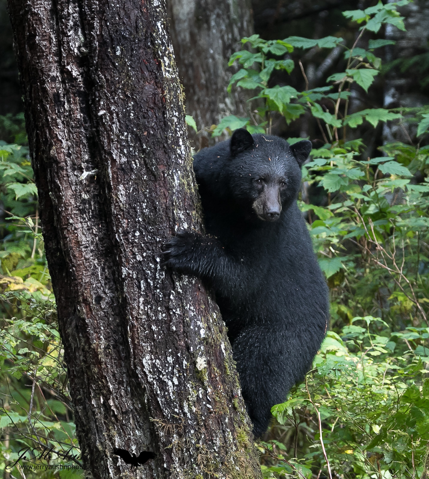 Cute Tree Climber