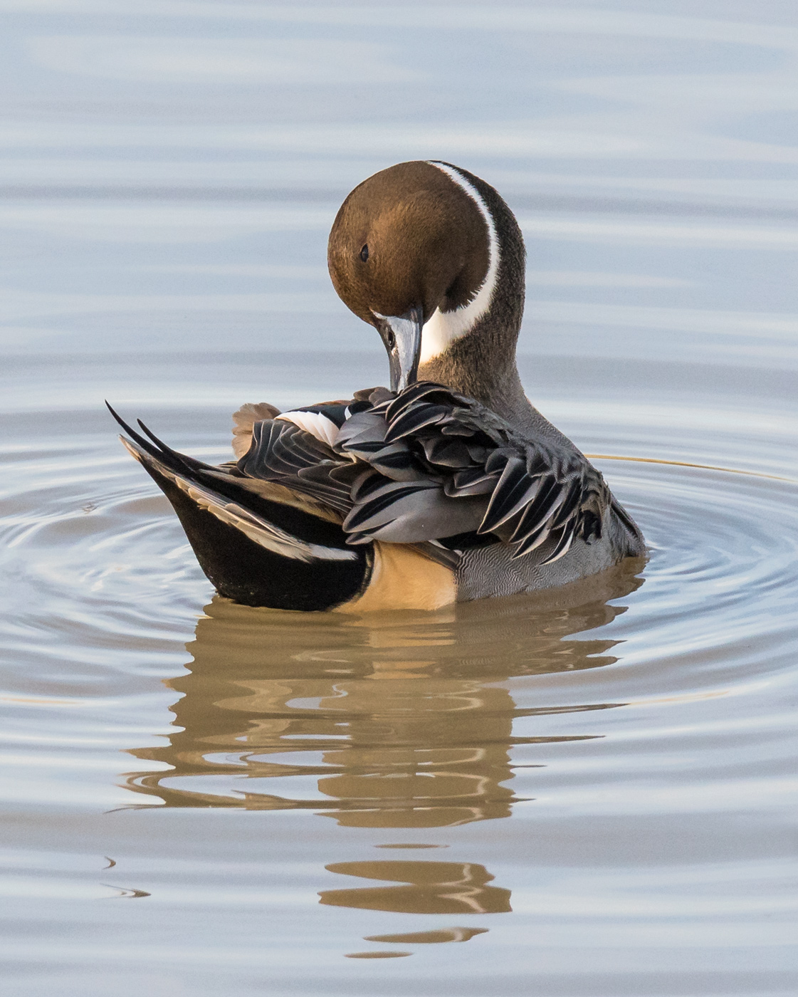 Pintail Preening