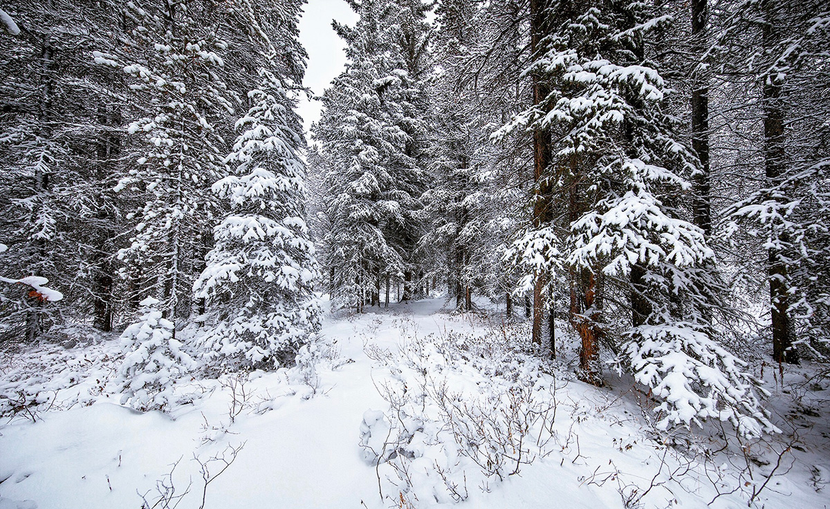 Winter Wonderland