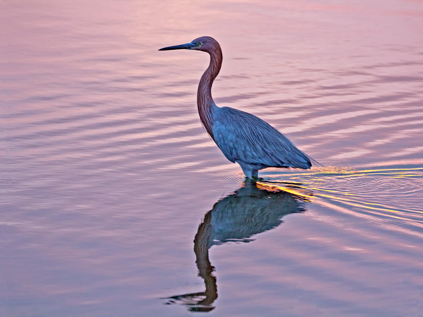 Pinkish Egret