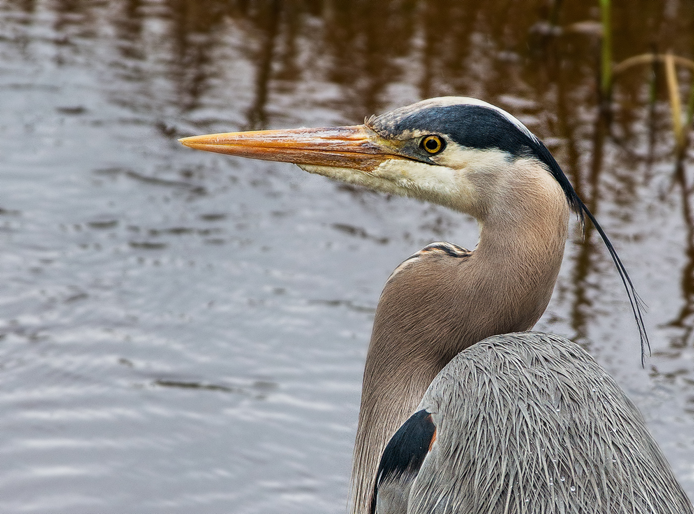 Mr. Heron
