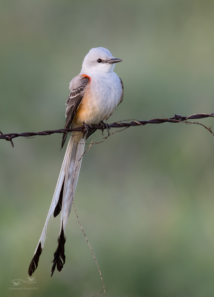 Scissortailed Flycatcher