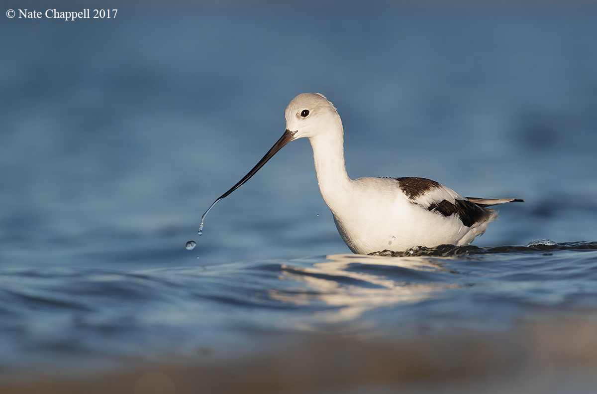 American Avocet Feeding 