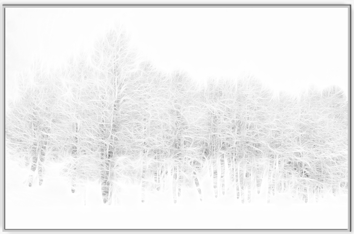 Snowy Aspens