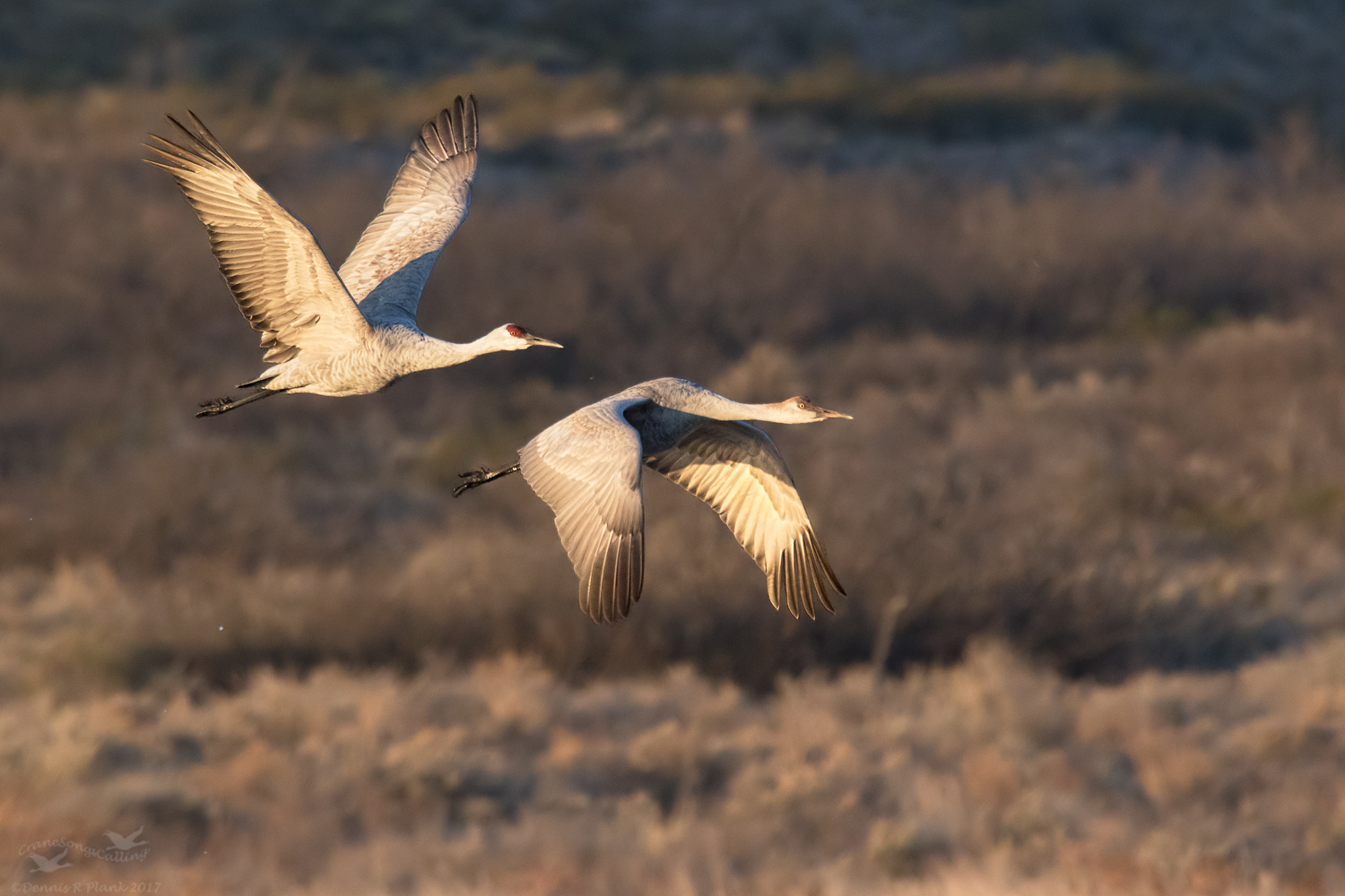 Morning Sandhills