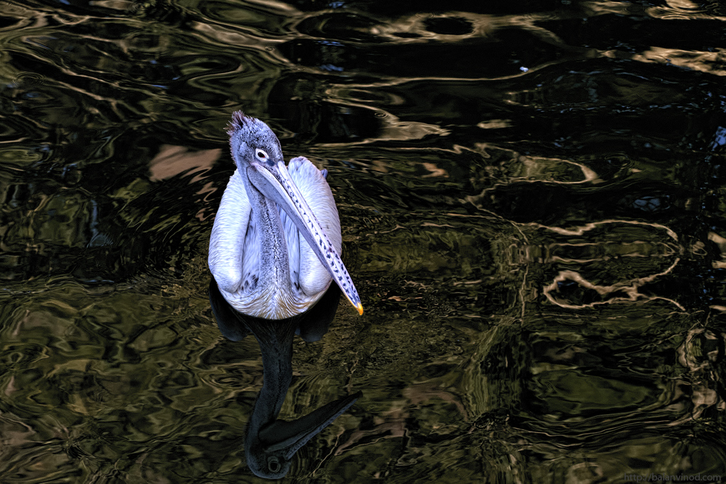 Christmas Pelican