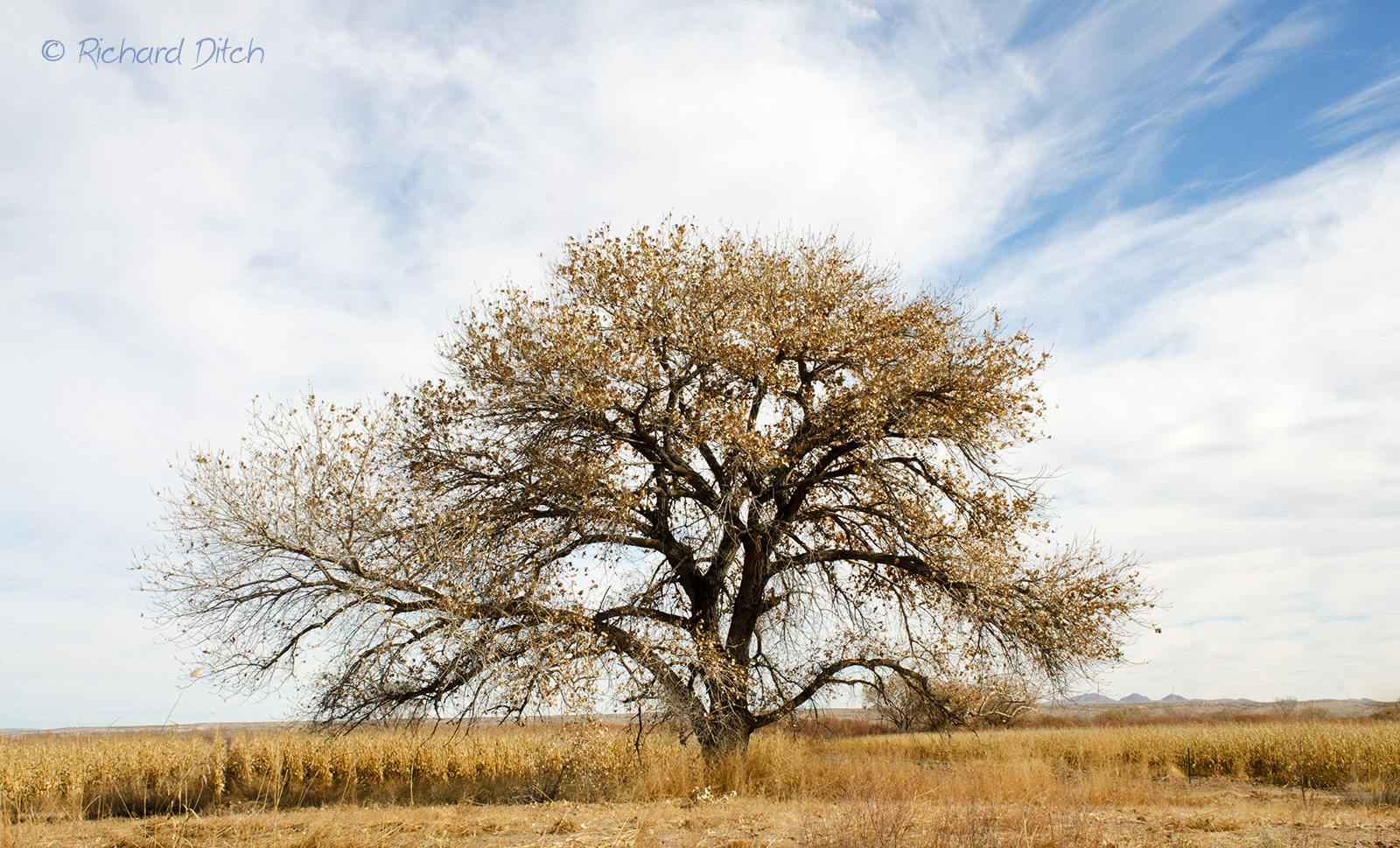 Bosque del Apache tree