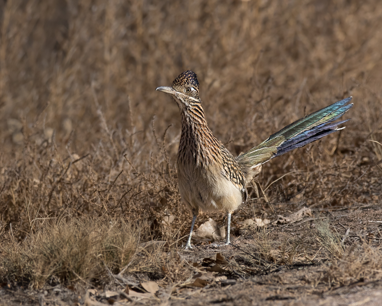 Roadrunner