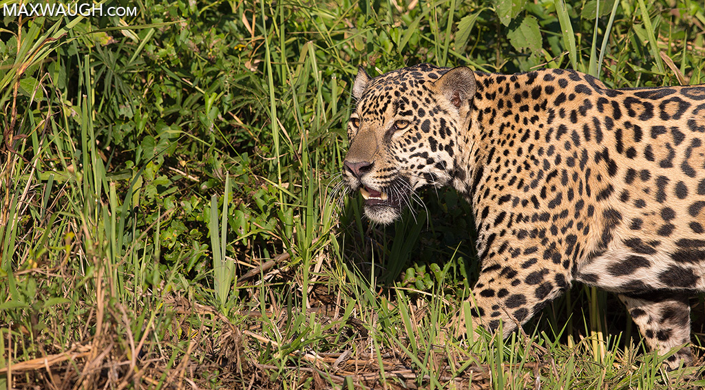 Jaguar