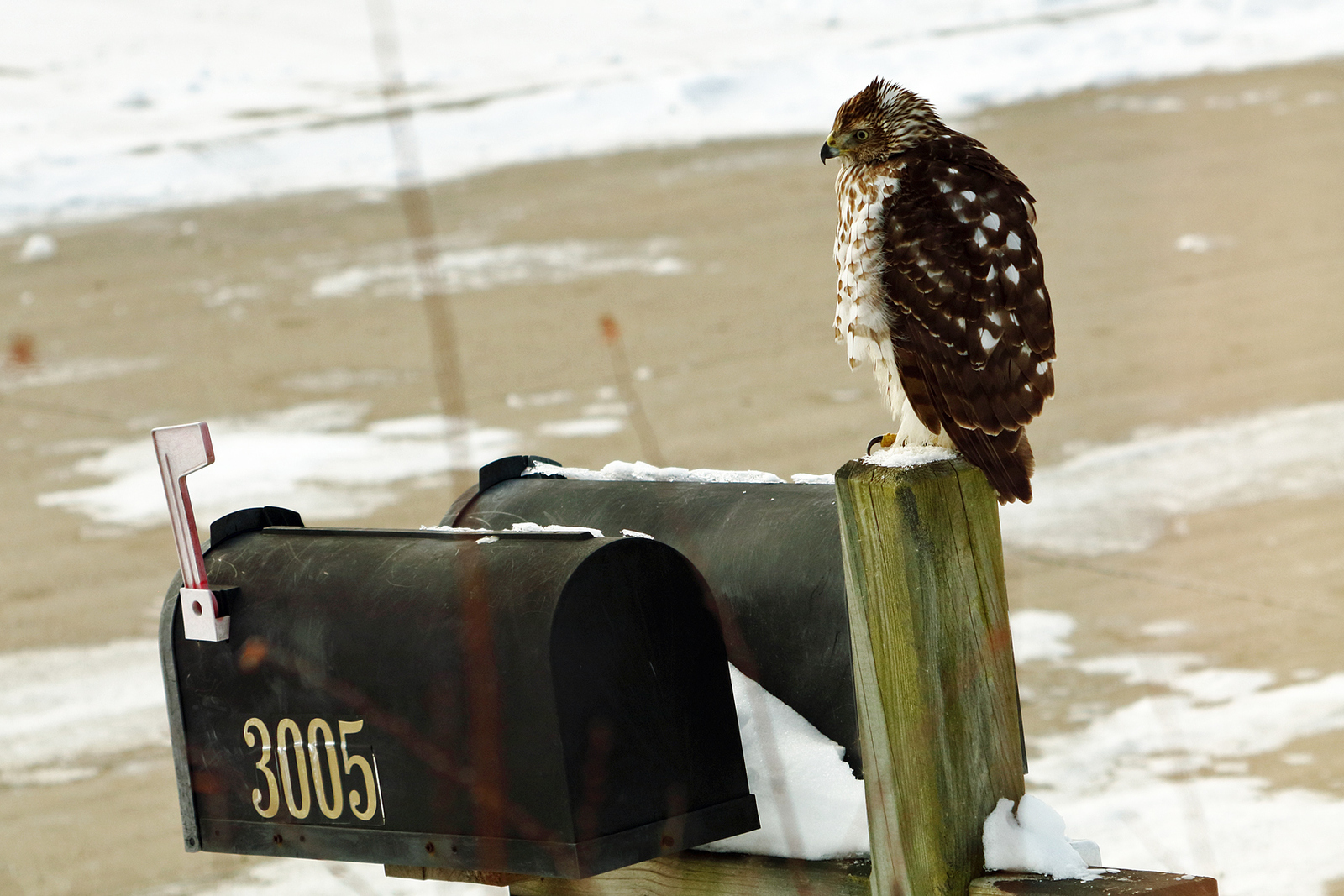 Waiting for air mail?