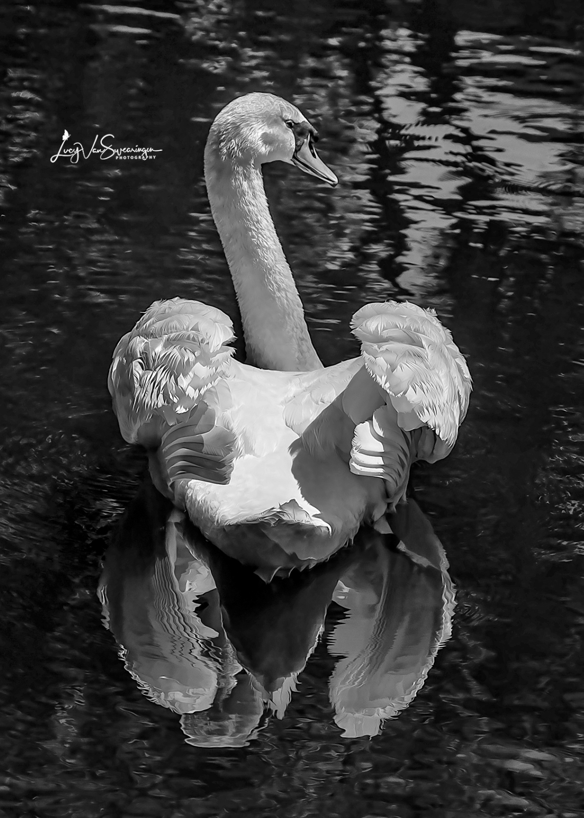 Feathered Reflections
