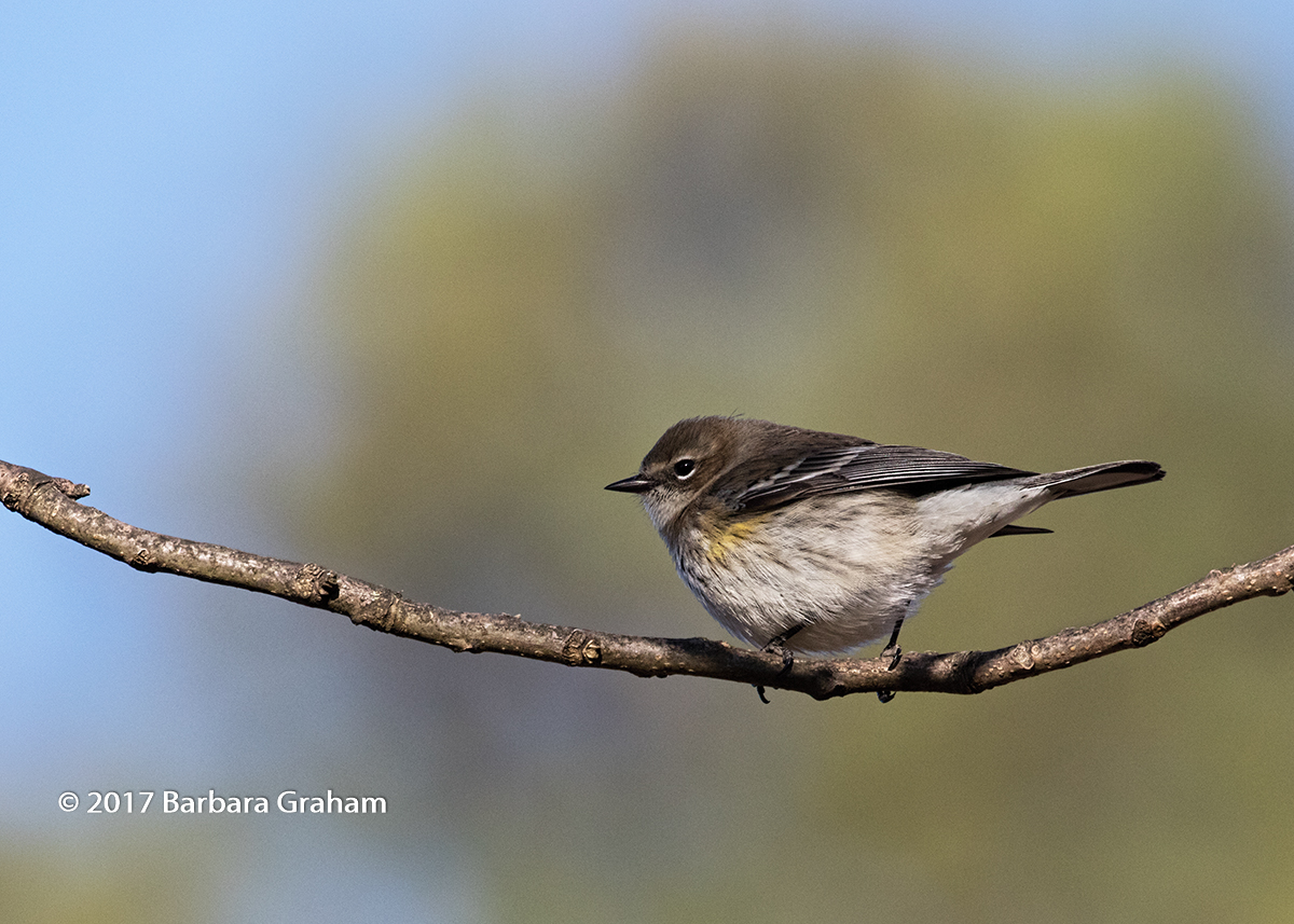 Fem. YR Warbler/redo