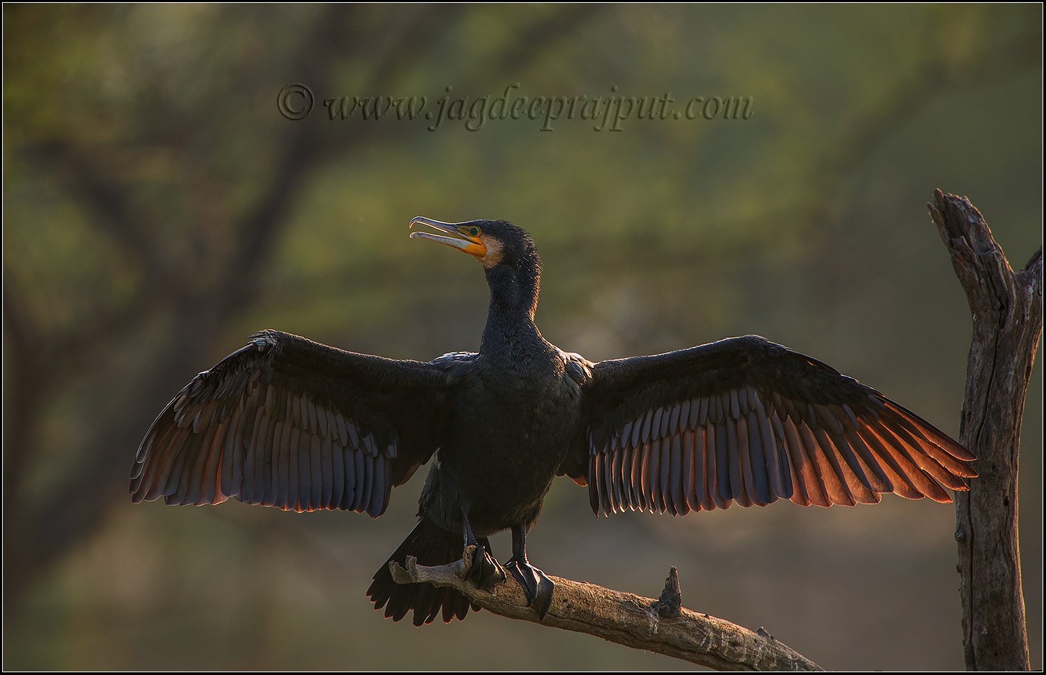 Large Cormorant
