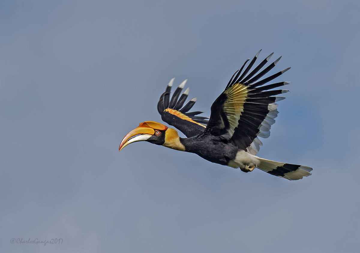 Great Hornbill