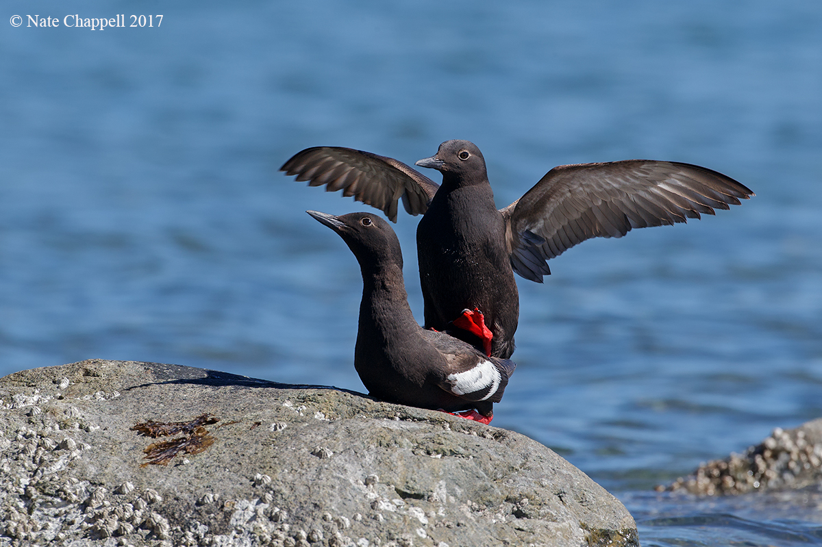 Pigeon Guillimots 
