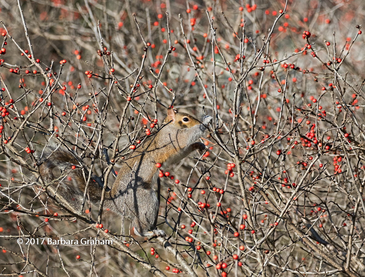 Squirrel in the Berries
