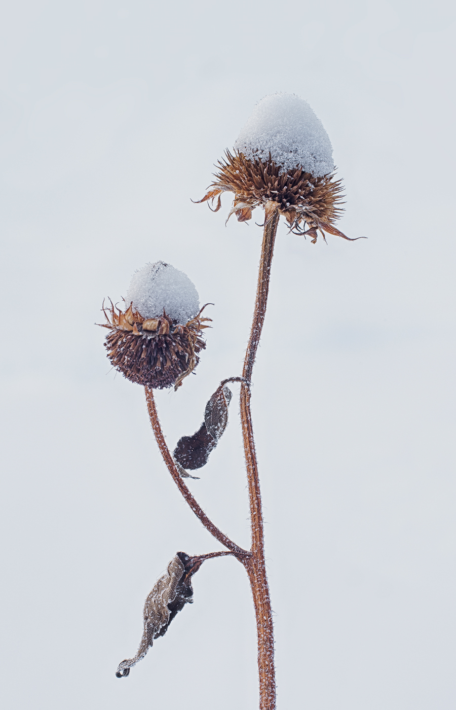 Sunflowers à la Mode