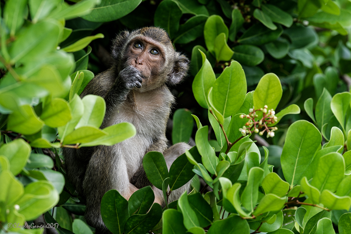 Long-tailed Macaque