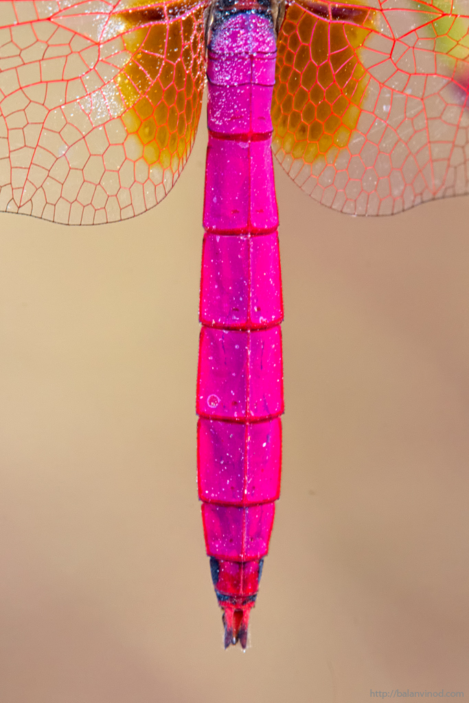 Crimson Marsh Glider