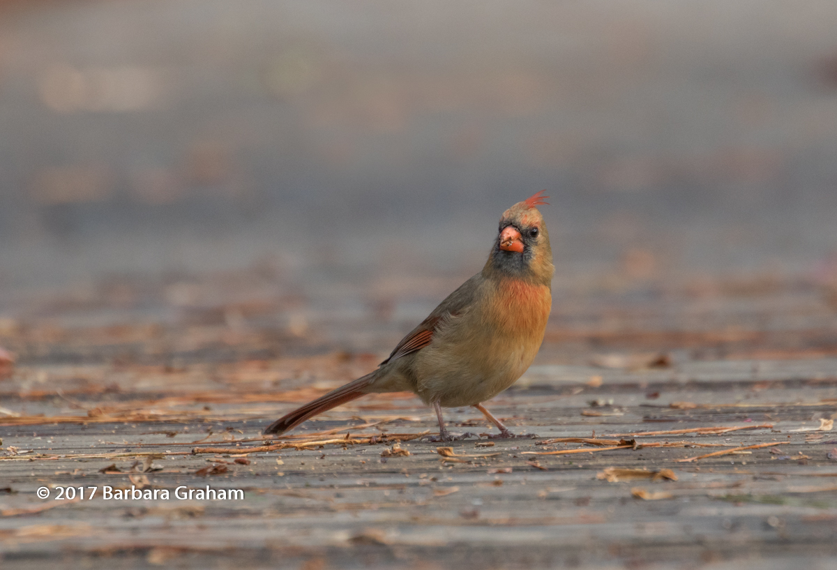 Cardinal w/redo