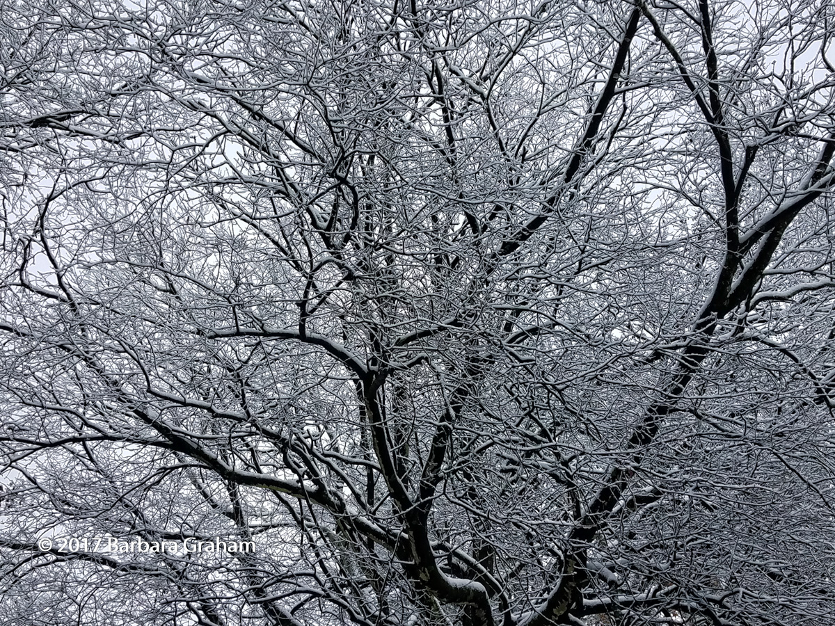 Beautiful Branches
