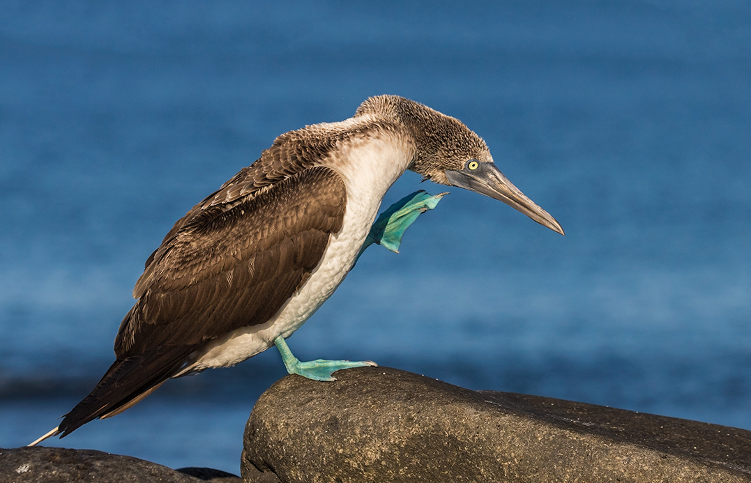 Blue footed booby