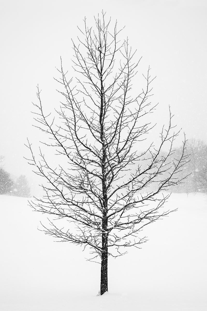 Snow Tree