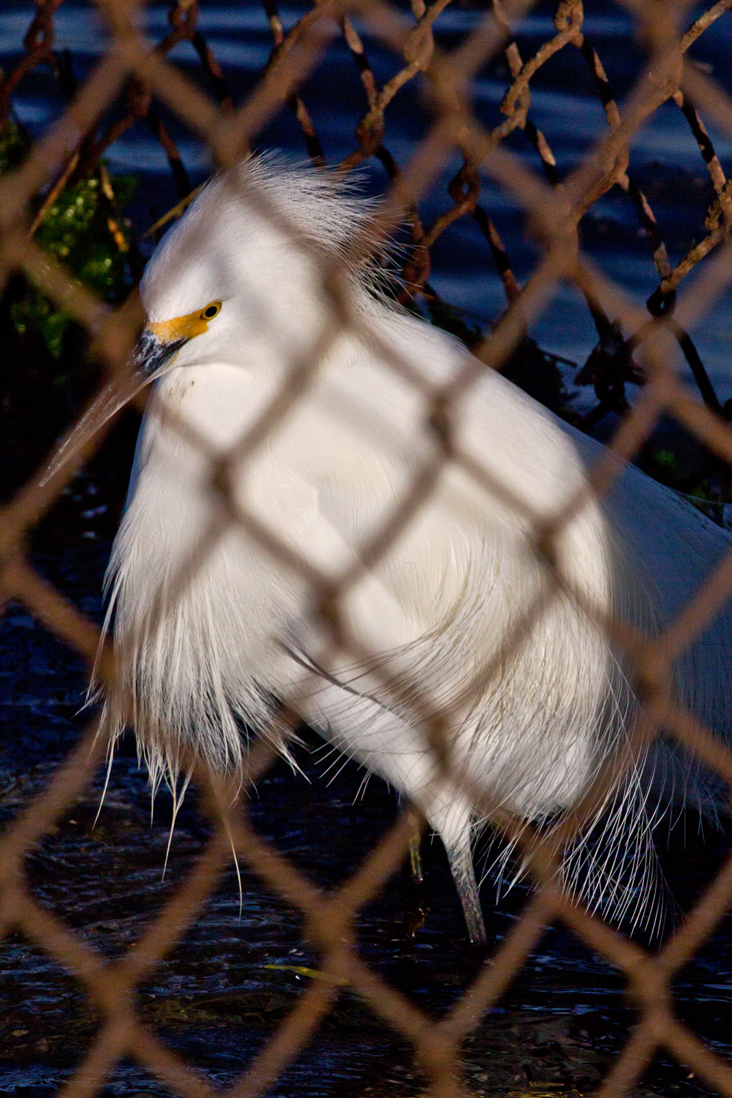 Caged Bird