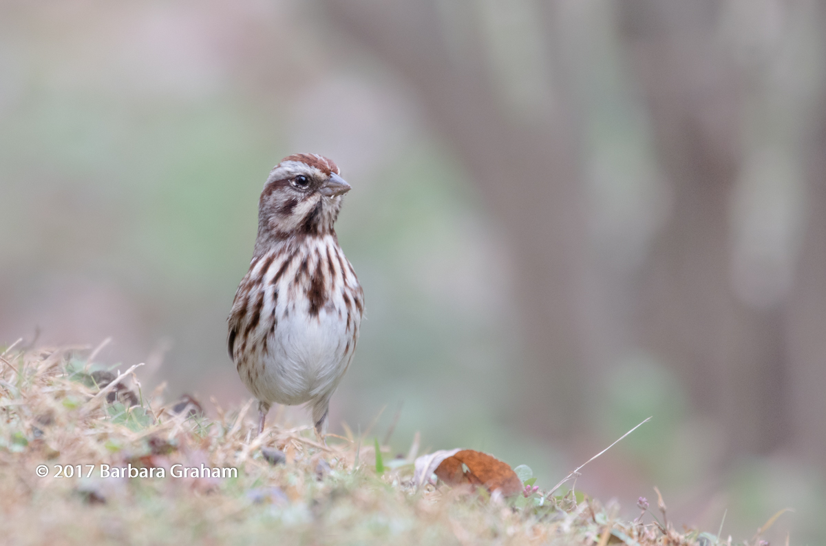 Song Sparrow + RAW file