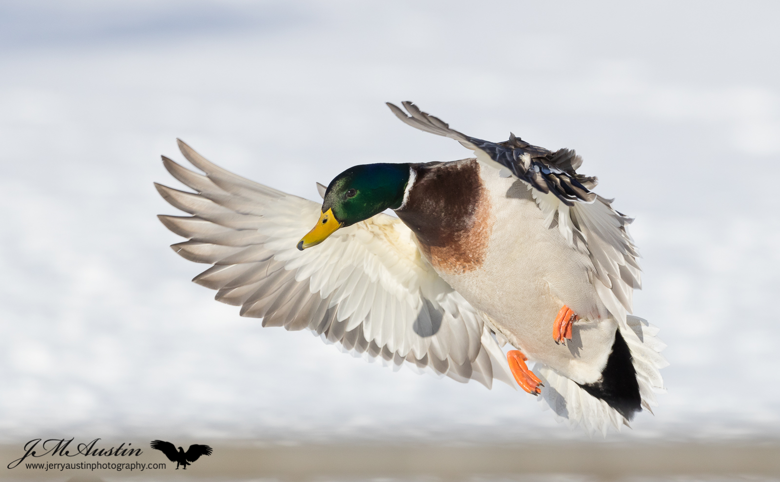 Landing Mallard Drake