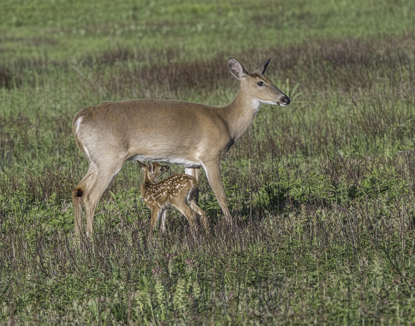 Whitetail doe and fawn